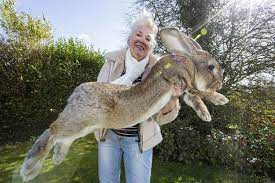 กระต่ายตัวใหญ่ 