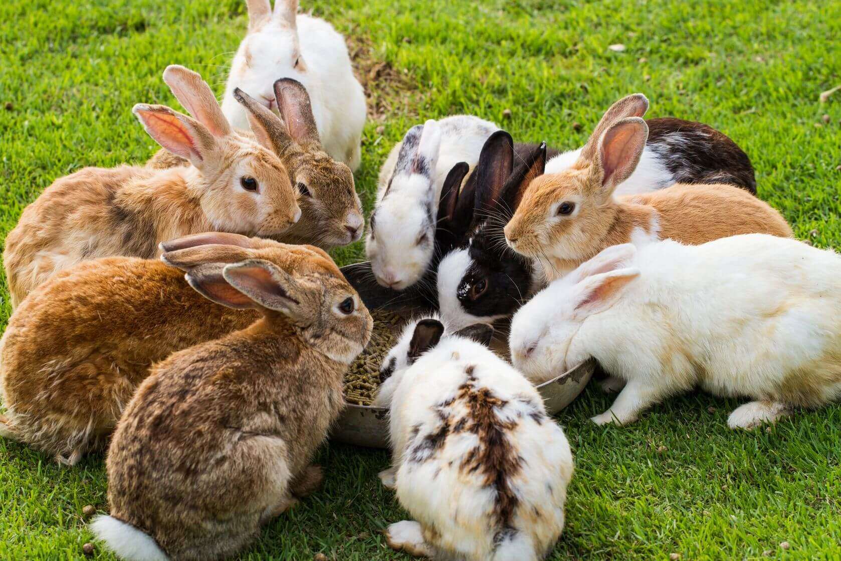กระต่ายหลายตัว 