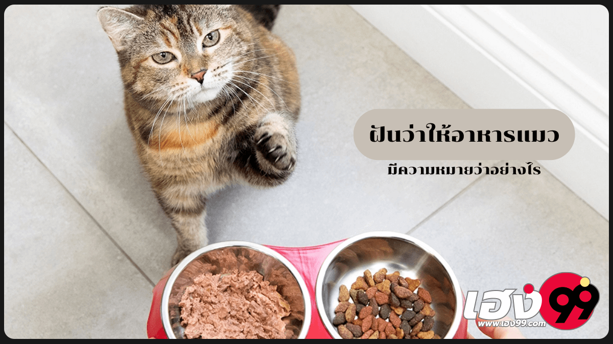 ฝันว่าให้อาหารแมว