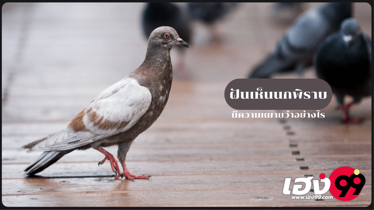ฝันเห็นนกพิราบ