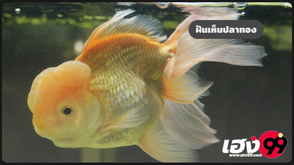 ฝันเห็นปลาทอง