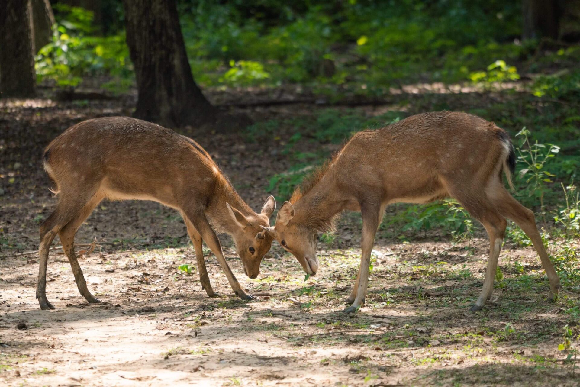 กวางซิกา Sika Deer