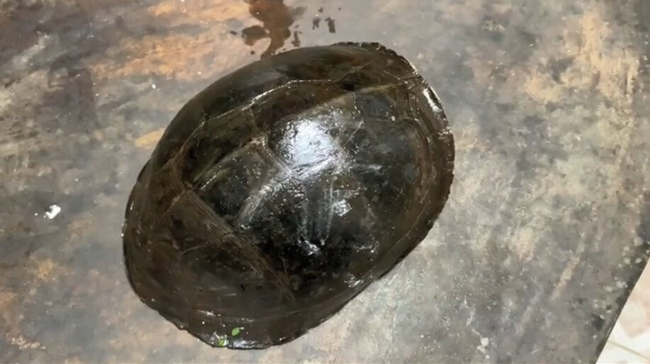 เต่าหับ 