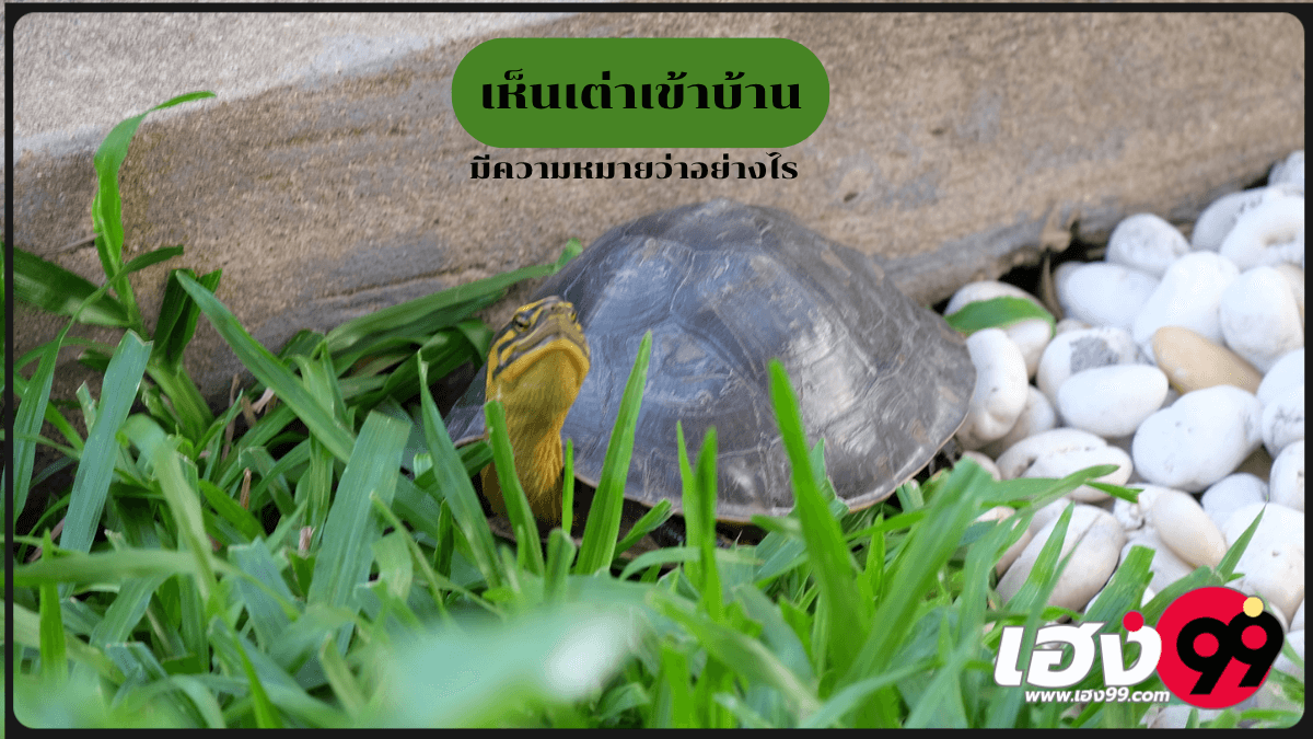 เห็นเต่าเข้าบ้าน