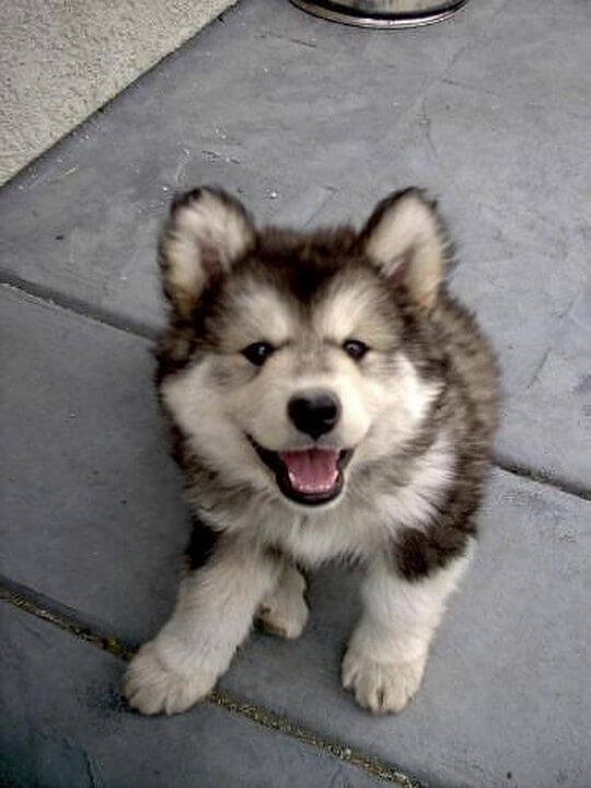 หมายิ้ม