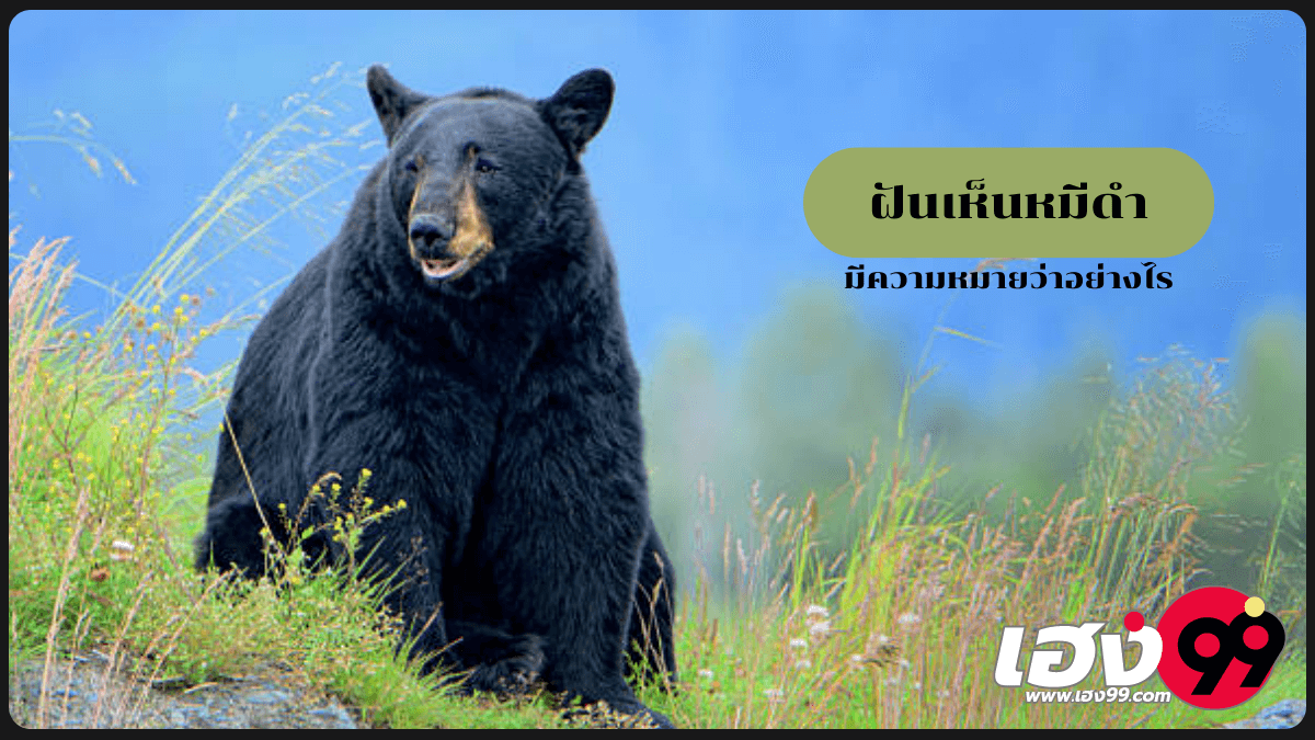 ฝันเห็นหมีดำ