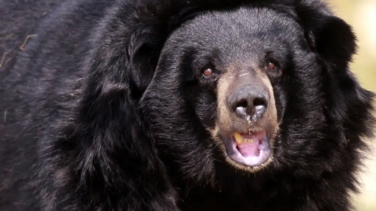 หมีดำ1ตัว