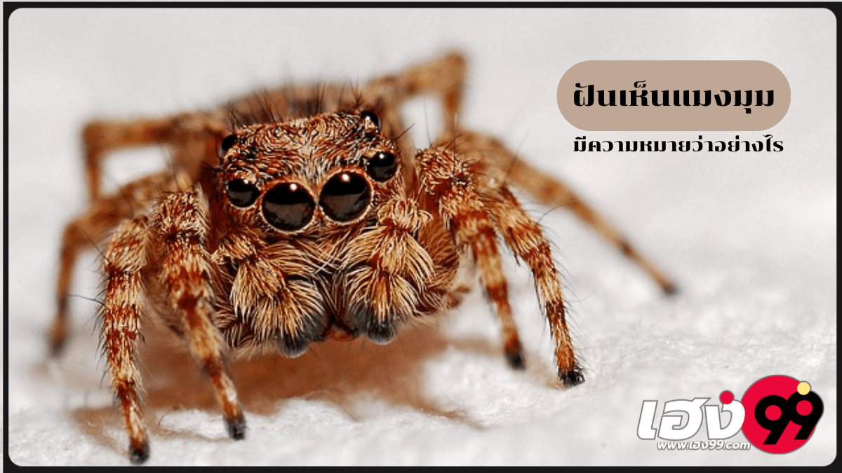ฝันเห็นแมงมุม