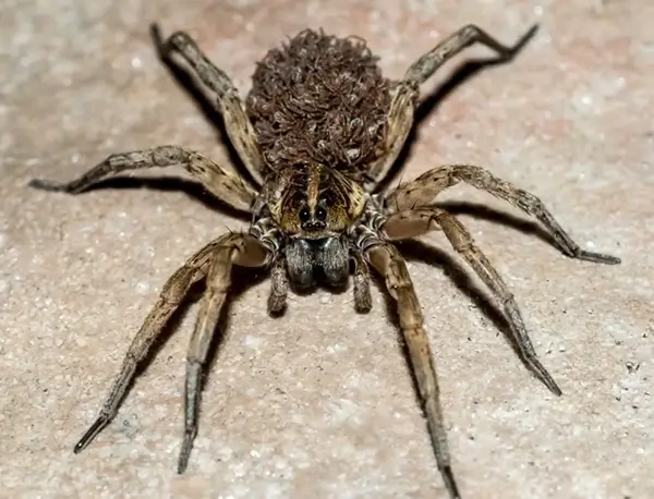 แมงมุมหมาป่า 