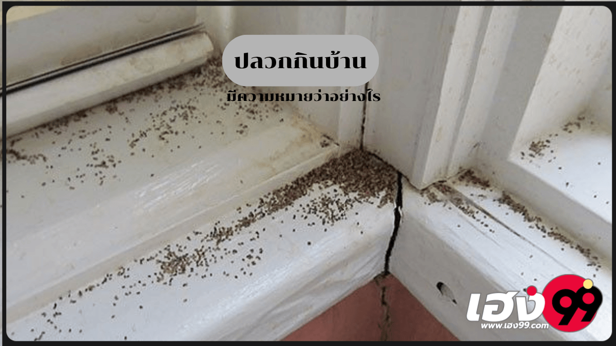 ปลวกกินบ้าน