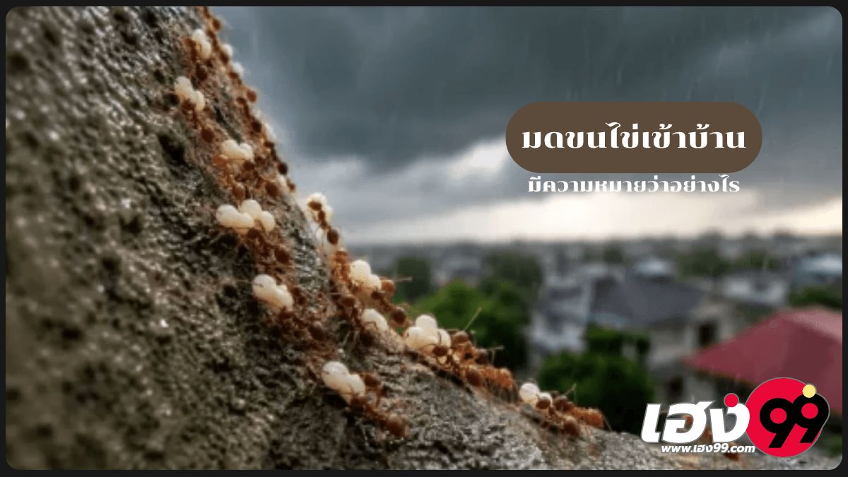 มดขนไข่เข้าบ้าน