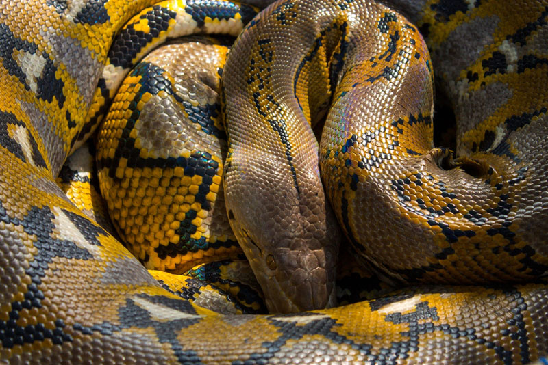 งูยักษ์